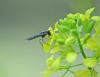 Platycheirus sp.